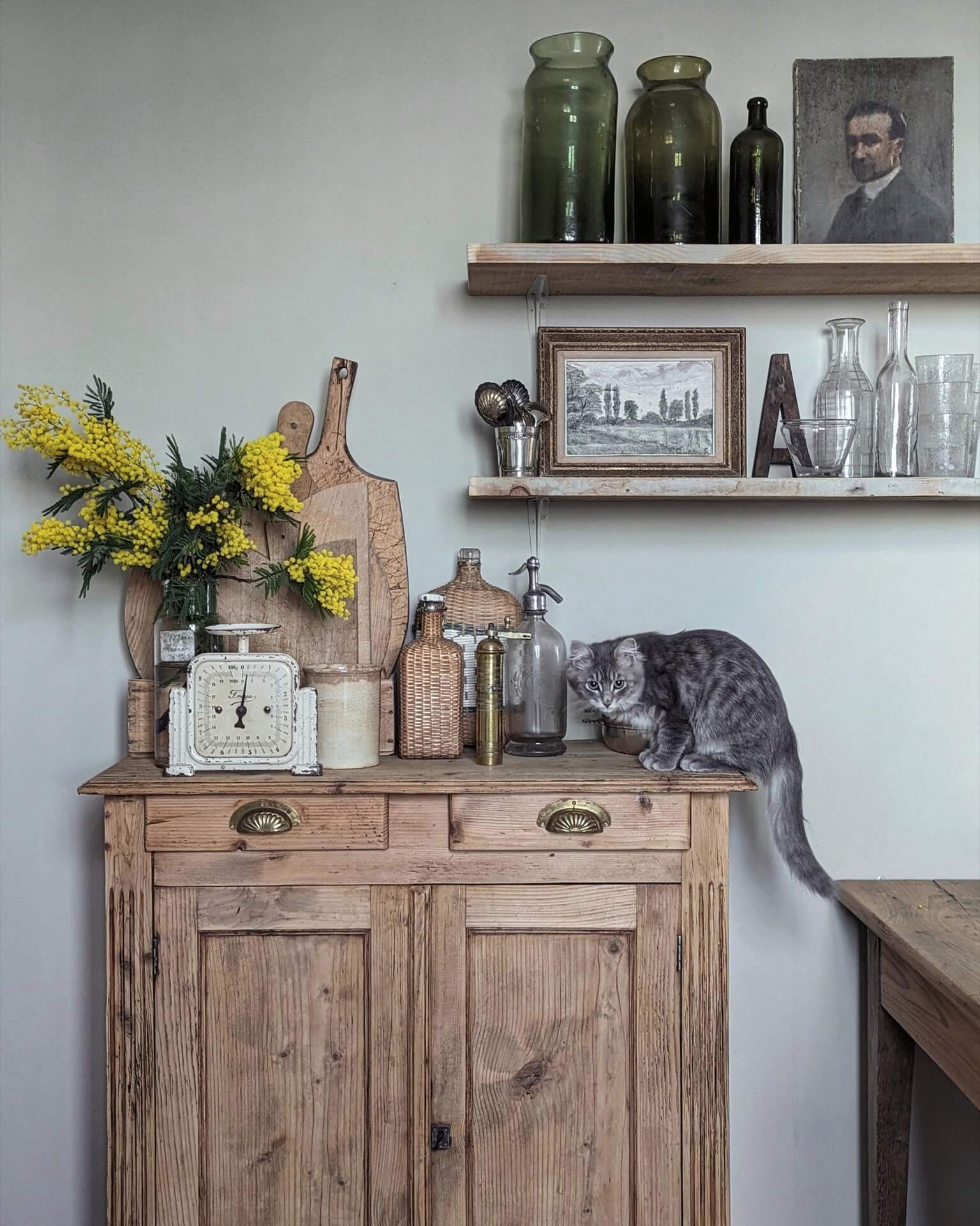 grey cat perched on an old wooden cabinet with vintage decor